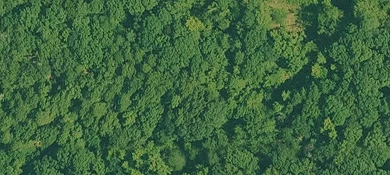 Timber and Hunting Land Tract