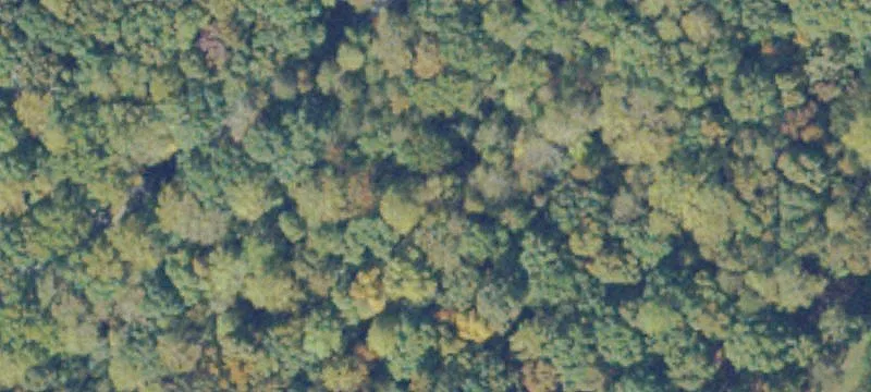 Treed Residential Development Lot