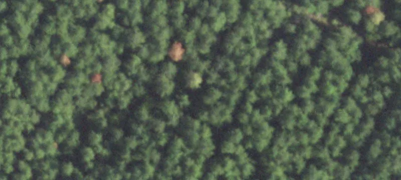 Residential Land with Mature Trees