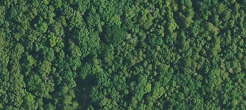 Unrestricted Wooded Acreage Tract