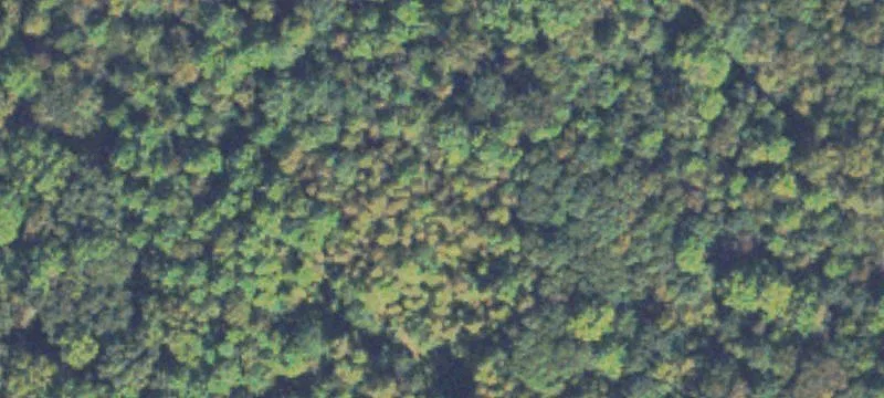 Wooded Acreage Development Land