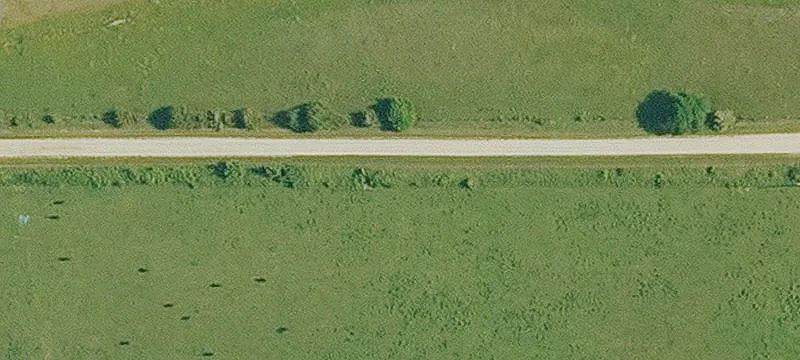 Fenced Cattle Farm with Vineyard