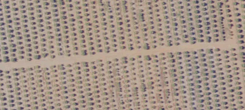 Producing Almond Orchard with Irrigation