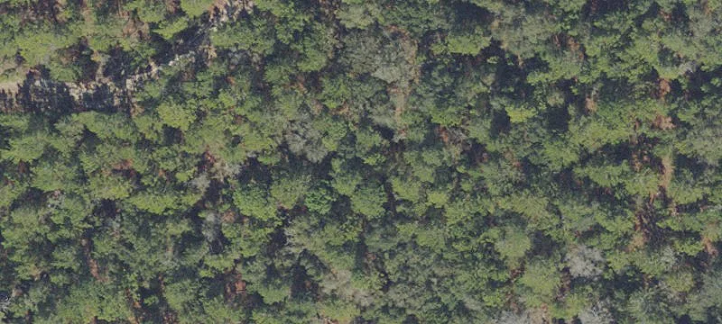 Wooded Residential Land Lot