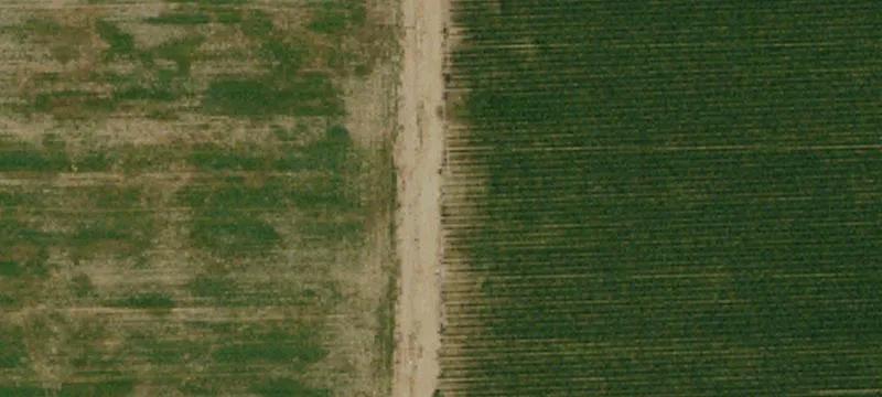 Agricultural Land with Row Crops
