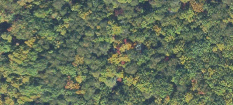 Mountain Wooded Acreage Tract