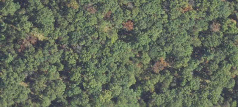 Wooded Commercial Land Parcel