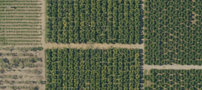 Almond Orchards with Farmhouse