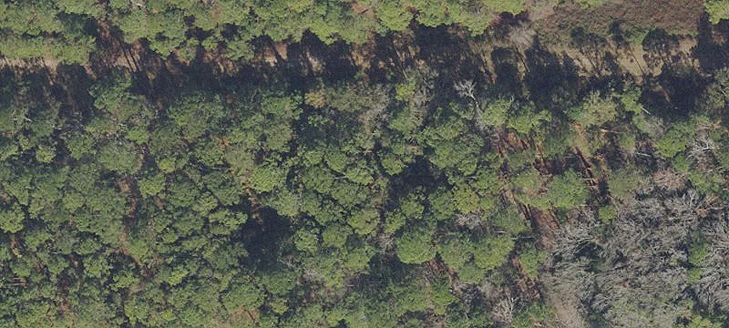 Wooded Lake Access Residential Lot