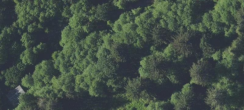 Forested Land Retreat Tract