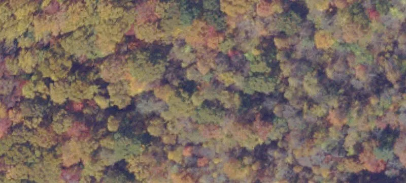 Recreational Hunting Tract with Homes