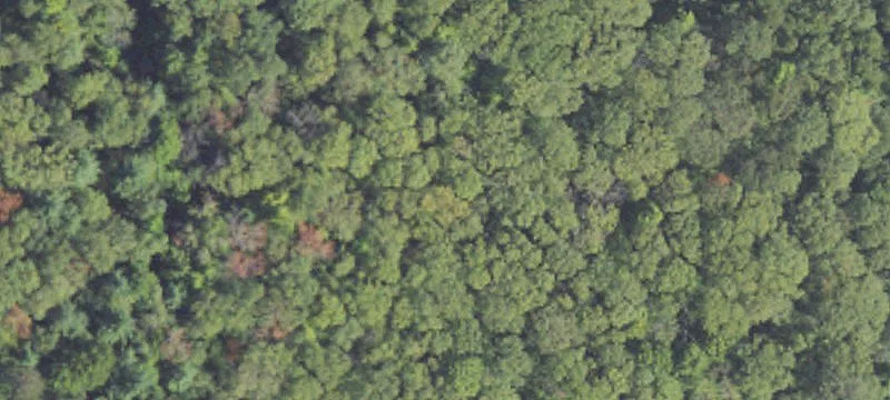 Wooded Buildable Land Parcel