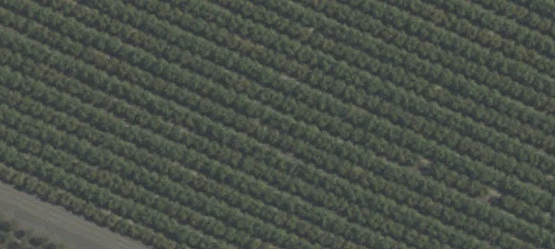 Almond Orchard with Residence