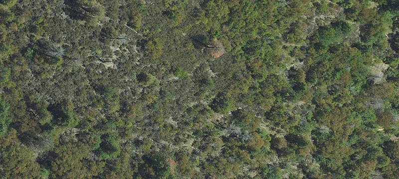 Wooded Hillside Homebuilding Lot