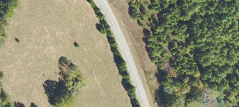 Deer Hunting Timber Land