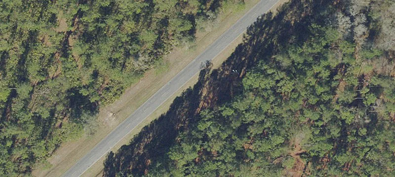Rural Land with Pine Planting