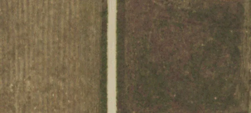 Cattle Grazing Ranch