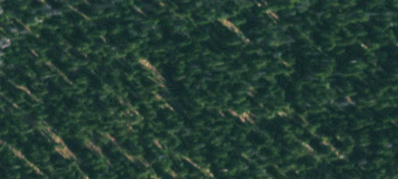 Forested Hunting and Recreation Land