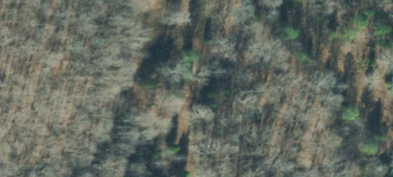 Forested Hunting Land Tract