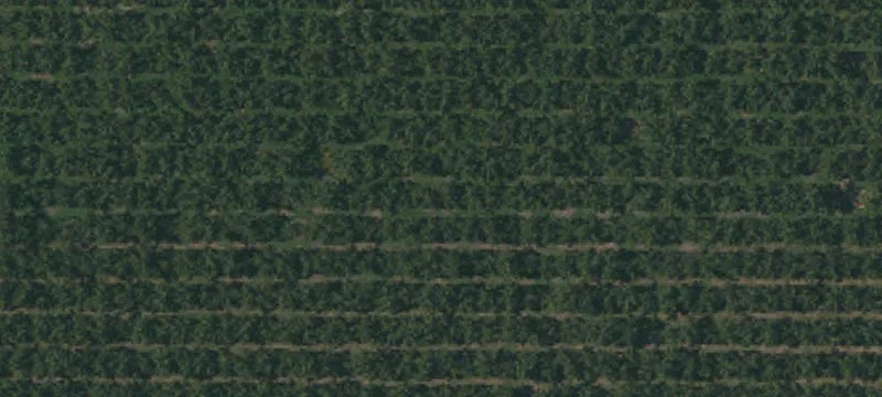 Productive Walnut Orchard Estate