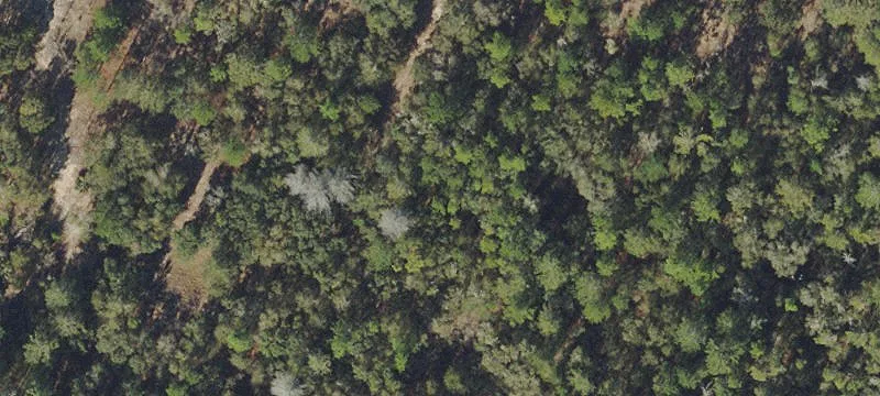 Timber & Hunting Land Parcel