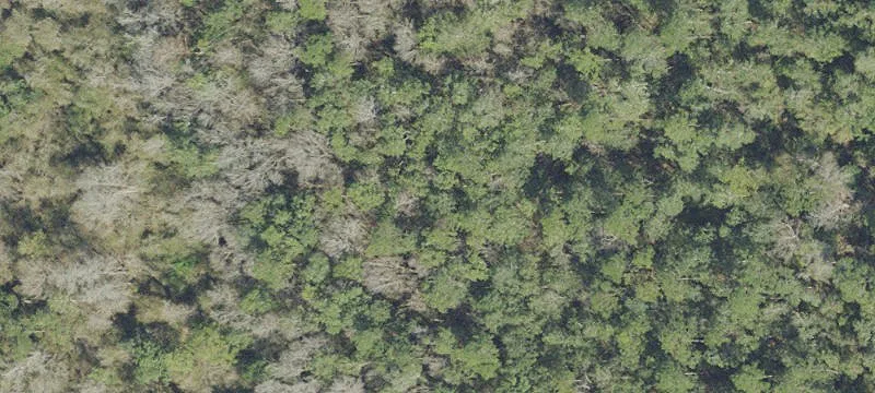 Timberland Hunting and Recreation Tract