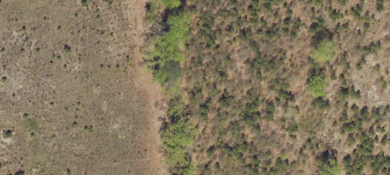 Forested Land Tract