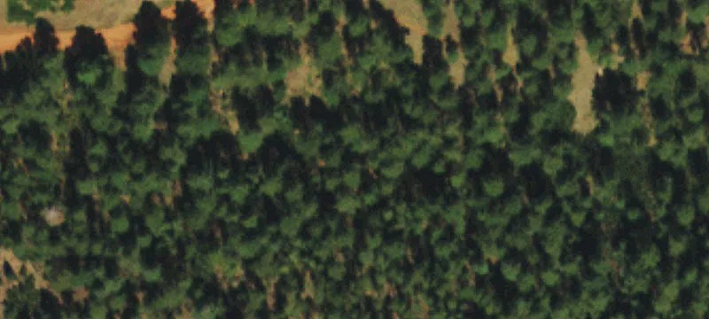 Wooded Walkout Build Site