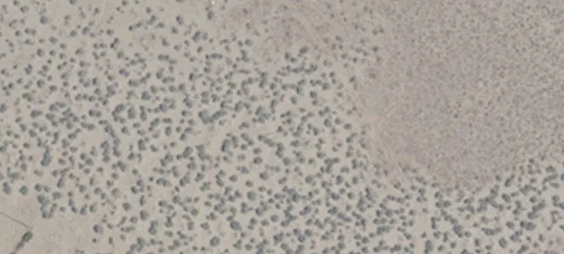 Rural Acreage Parcel