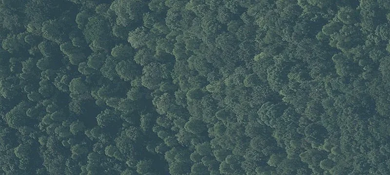 Wooded Hunting and Recreation Land