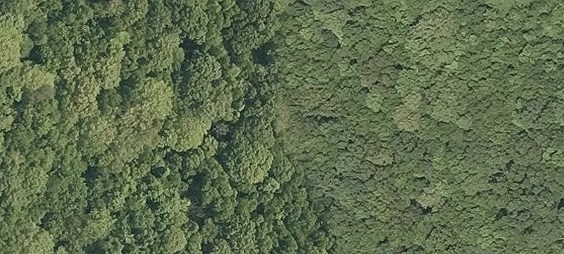 Wooded Residential Development Parcel