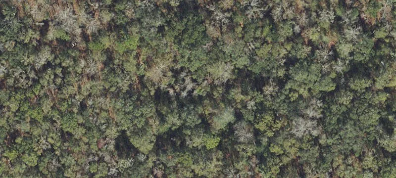Hunting Land with Remodeled Home