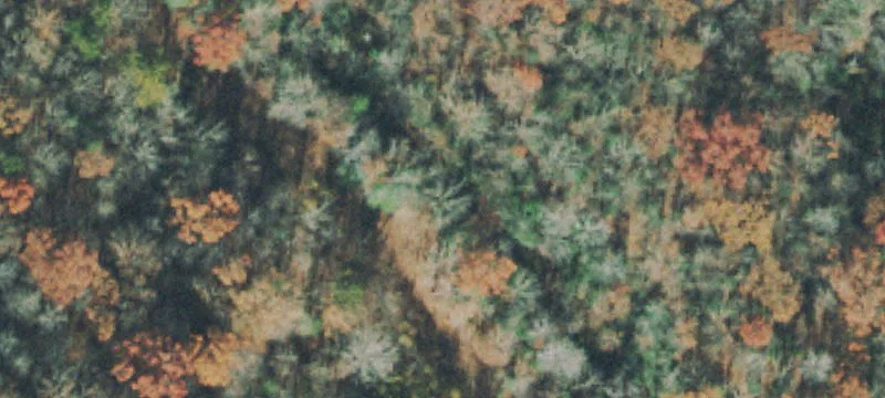 Partially Cleared Farmland Tract