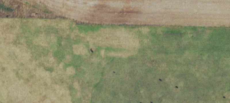 Working Cattle Ranch with Barns