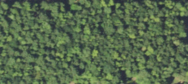 Timber Hunting Tract with Creeks