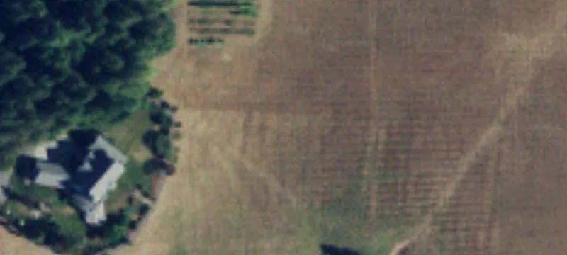 Reforestation Land with Wetland Constraints