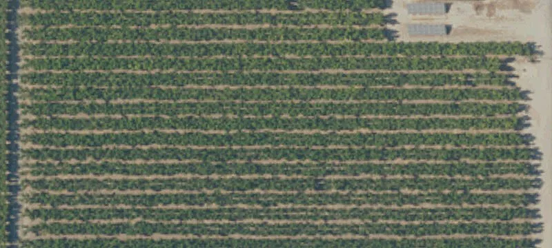 Peach Orchard with Remodeled Home