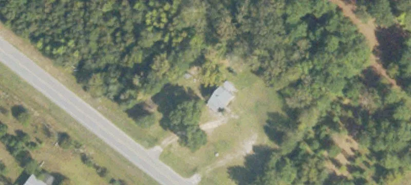 Hunting Land with Loblolly Pine