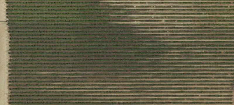 Thompson Vineyard with Flood Irrigation