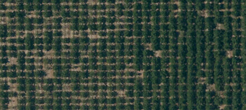Walnut Orchard with Irrigation System