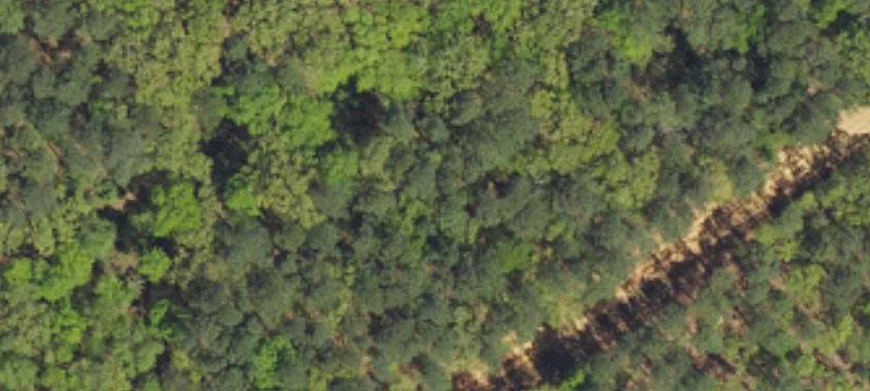 Timbered Remote Land Parcel