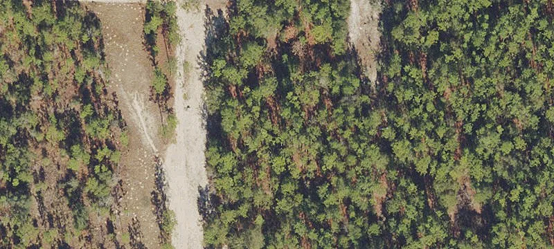 Forested Recreational Land Parcel