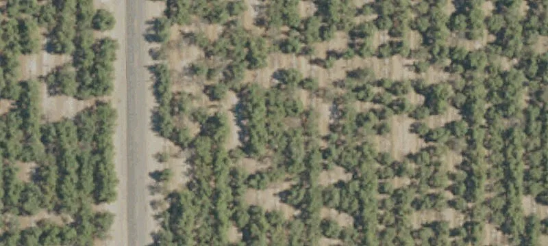 Ranch with Custom Home and Almonds