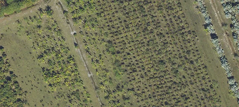 Tree Farm with Grazing Potential