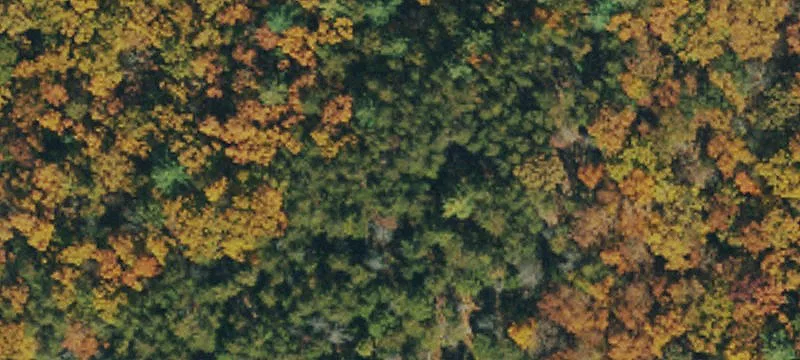 Recreational Land Adjoining National Forest