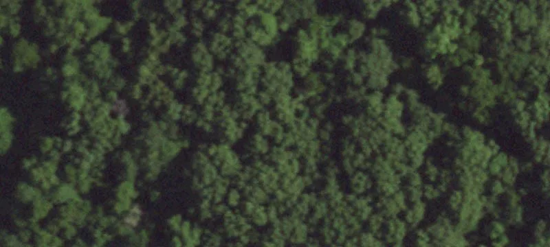 Treed Hunting and Recreation Land