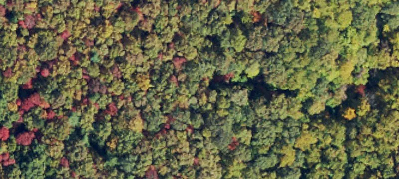 Cleared Hunting Land Tract