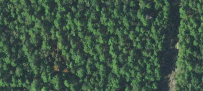 Timbered Hunting Land with Off-Grid Cabin