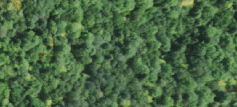 Partially Cleared Buildable Land Lot