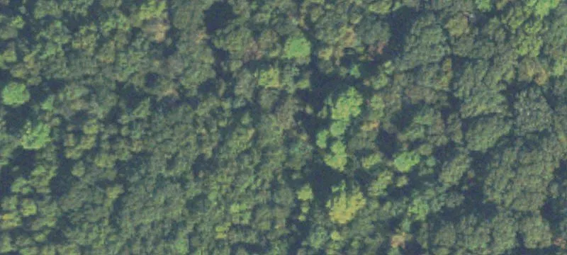 Surveyed Acreage with Mature Hardwood